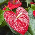 Anthurium signs and superstitions