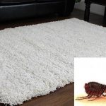 Fleas in the carpet
