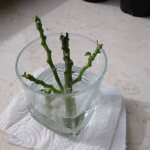 Poinsettia cuttings rooting