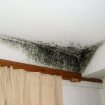 Black mold on the walls
