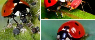 What do ladybugs eat and what do they feed on?