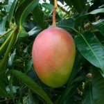Дерево манго – как выглядит и цветет, можно ли вырастить их косточки, как правильно посадить и ухаживать?