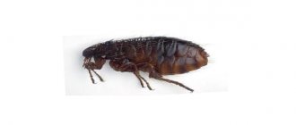 pet bed fleas