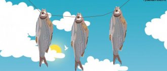 Этапы вяления рыбы