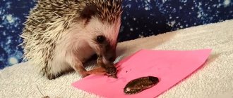 photo of a hedgehog eating a cockroach
