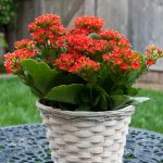 Photo of Kalanchoe in a pot