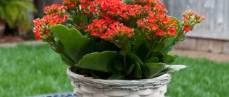 Photo of Kalanchoe in a pot