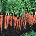 Photo of carrot harvesting