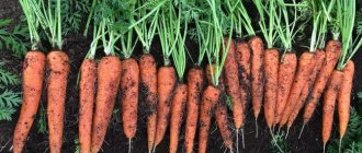 Photo of carrot harvesting