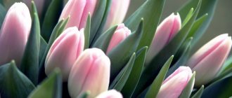 Where and how to properly store tulips in winter at home