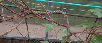 хранить саженцы винограда зимой до посадки