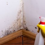 getting rid of mold with hydrogen peroxide
