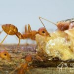 How to get rid of red ants in an apartment: useful tips