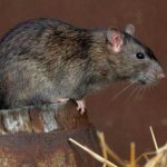 How to get rid of a ground rat in the garden