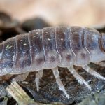 How to get rid of woodlice in an apartment forever