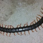 How to permanently get rid of centipedes at home and in the apartment