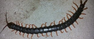 How to permanently get rid of centipedes at home and in the apartment