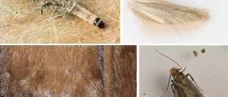 How to update a mink coat at home