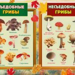 How to distinguish an edible mushroom from an inedible one? | Colors.life 