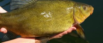 how to clean tench