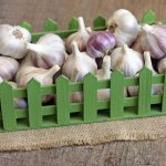 How to properly store onions and garlic at home
