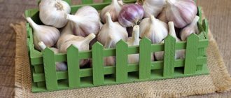 How to properly store onions and garlic at home