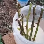 How to preserve rose cuttings until spring. processing of sections with paraffin 