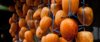 How are persimmons dried and dried?