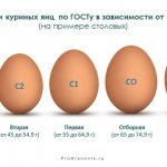 chicken egg categories