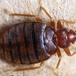 Bedbug close up