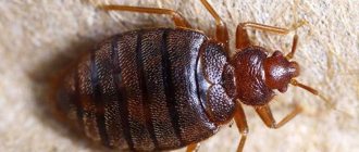 Bedbug close up