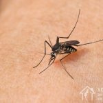 Комары – опасные насекомые, укусы которых провоцируют зуд, покраснение и развитие аллергической реакции. Чтобы избежать проблем, важно знать, как избавиться от вредителей