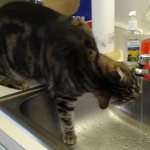 cat drinks from the tap