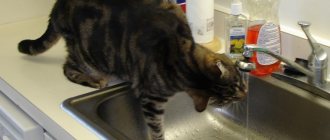 cat drinks from the tap