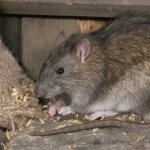 Rat eats grain