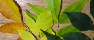 Листья для гербария