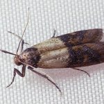 Moths in the apartment: where does it come from, how to get rid of it