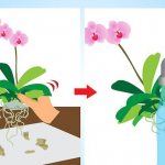 Is it possible to replant an orchid during flowering?