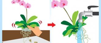 Можно ли пересадить орхидею во время цветения