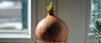 Is it possible to grow onions on a windowsill in water without soil and how to do it? Nuances of planting and germination 