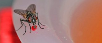 Flies in the house feed on leftover human food