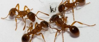 Ants are one of the most popular pests both in dachas and in apartments