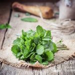 Mint is a healthy and aromatic plant with a refreshing taste, which is actively used in cooking, medicine and cosmetology.