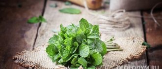 Мята – полезное и ароматное растение с освежающим вкусом, которое активно используется в кулинарии, медицине и косметологии
