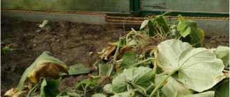 Processing the greenhouse in the fall: removing tops