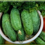 Cucumbers that can stay fresh for a long time