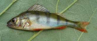 Perch is a very healthy and tasty fish.