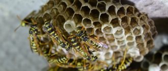 A wasp&#39;s dwelling near a living space causes fear, anxiety and discomfort