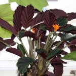 Features of caring for calathea at home