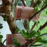 Why is the flower called the money tree?